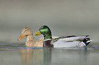mallards
