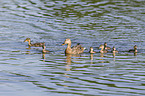 mallards