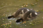 mallards