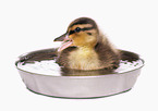 young mallard