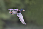 mallard