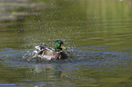 mallard