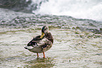 mallard
