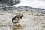 mallard
