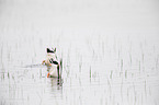 mallards