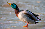 mallard
