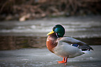 mallard