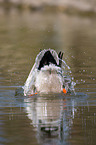 mallard