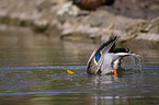 mallard