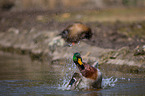 mallard