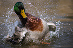 mallard