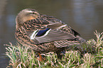 mallard