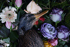 shot mallard