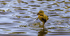 Mallard