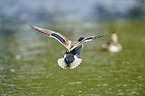 flying Mallard