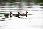 swimming Mallards