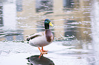 standing Mallard
