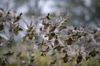 flying Mallards
