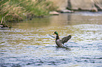 swimming Mallard