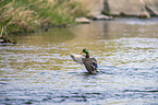 swimming Mallard