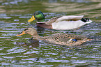 swimming Mallards