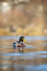 mallard