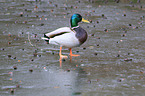 standing Mallard