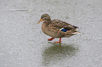 walking Mallard