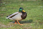 mallard