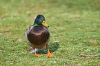 mallard