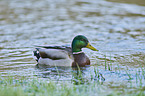 mallard