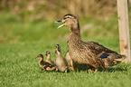 mallards