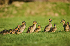 mallards