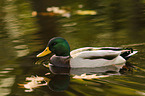 mallard