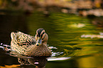 mallard