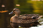 mallard