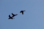 mallards