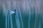 mallard