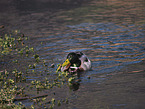 mallard