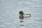 mallard