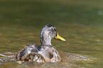 mallard