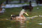 mallards
