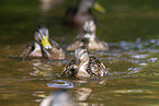 mallards