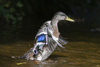 mallard