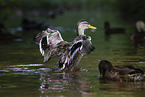 mallards