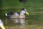 mallard