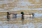 mallard