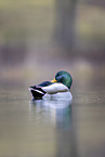 mallard