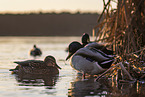 mallards