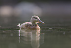 mallard